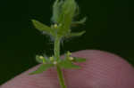 Piedmont bedstraw